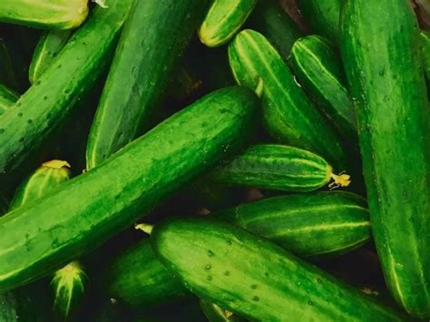 Burpless Beauty Cucumbers - Minneopa Orchards