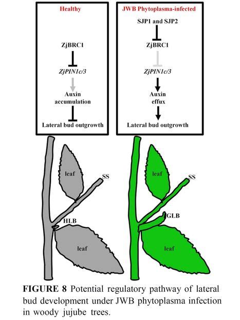 Jwb Phytoplasma Effectors Sjp And Sjp Induce