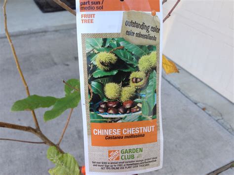 Chestnut Planting Tips