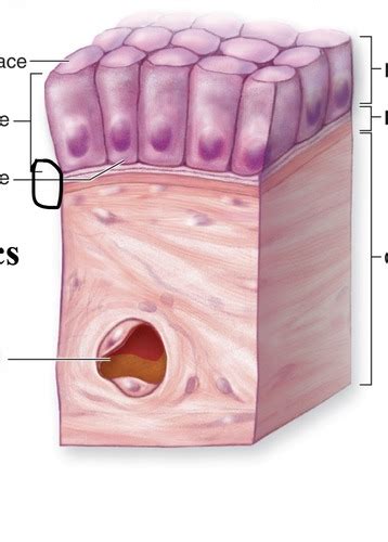 Epithelial Tissue Flashcards Quizlet