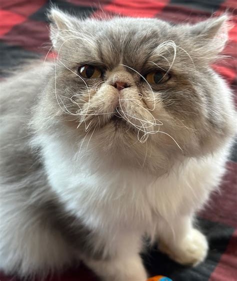 Adopted Cats Persian Himalayan Cat Rescue