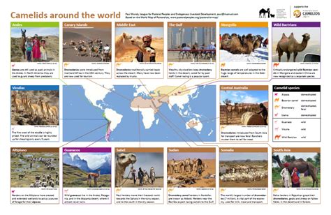 World map of camelids – League for Pastoral Peoples