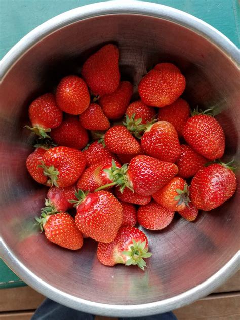 Strawberry Season – River Bend Farm