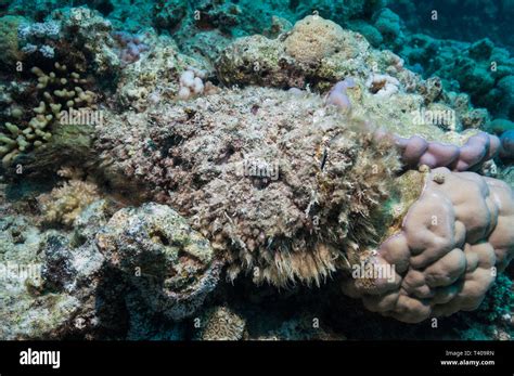 Reef Stonefish Synanceia Verrucosa Egypt Red Sea Indo West Pacific