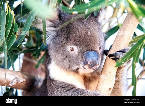 Free Koalas in Kangaroo Island on a sunny morning Stock Photo - Alamy