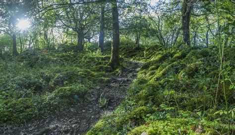 Dense and green forest in Killarney National Park in Ireland 17095500 ...