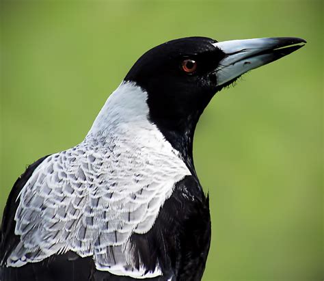 Female Australian Magpie Flickr Photo Sharing