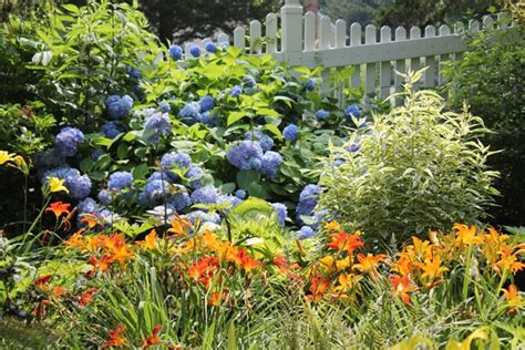 Bobo Hydrangea Companion Plants