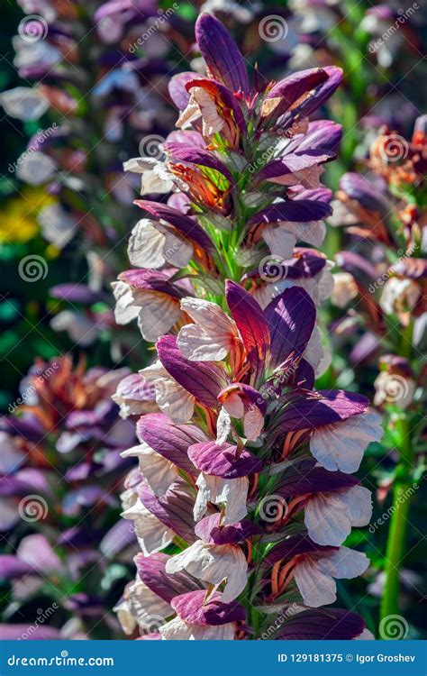 Acanthus Hungaricus Bear S Breech Or Balcanicus High Flowerplant With