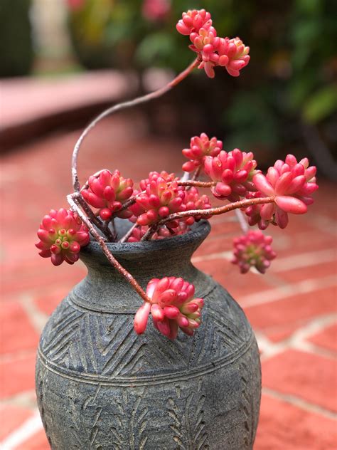 Pink Jelly Beans Sedum Rubrotinctum Aurora Aurora Jelly | Etsy