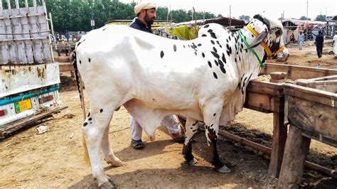 Cow Mandi 2022 K Baad Rates High Ya Low Bakra Mandi Pakistan YouTube