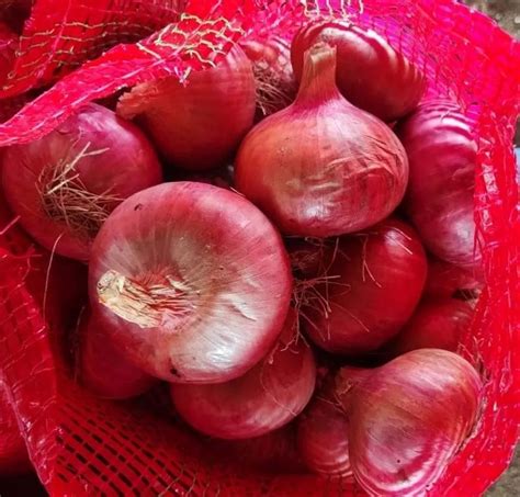 A Grade Maharashtra Red Export Quality Onions Net Bag Onion Size