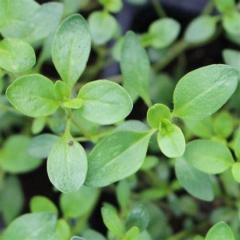 Thym Serpolet Thymus Serpyllum Le Jardin De Rodolphe