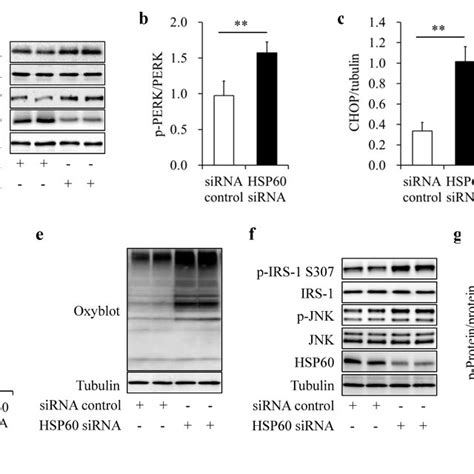 Loss Of Hsp60 Induced Insulin Resistance In Nrvms Nrvms Transfected