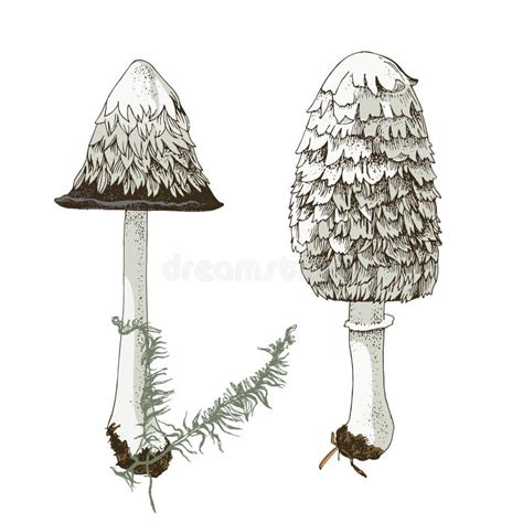 Shaggy Mane Wild Edible Mushroom Stock Vector Illustration Of Nature