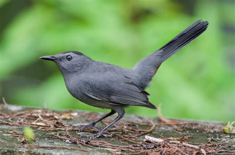 Gray Catbird The Gray Catbird Also Spelled Grey Catbird Flickr