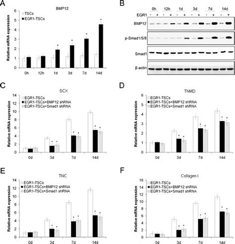 The BMP12 Smad1 5 8 Pathway Is Involved In EGR1 Induced Tenogenic