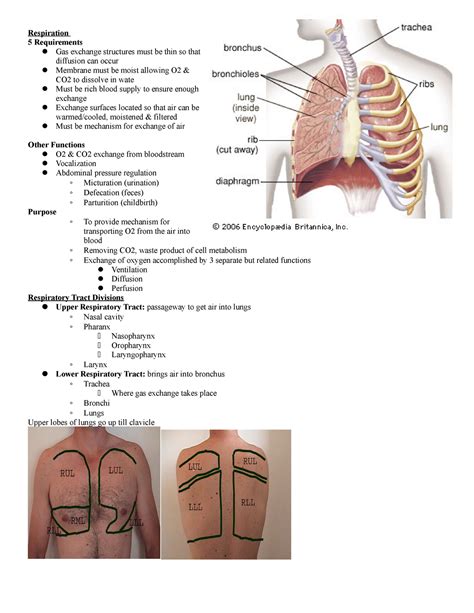 Respiration Lecture Notes Respiration Requirements Gas