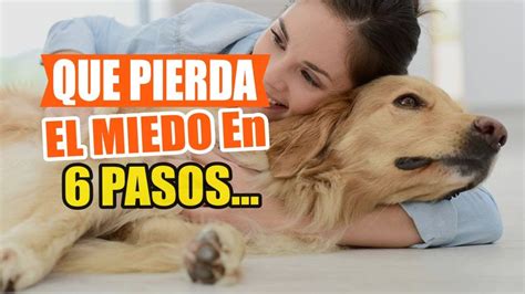 Como Ayudar A Un Perro Temeroso