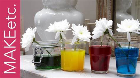 Flower Science Experiment Color Best Flower Site