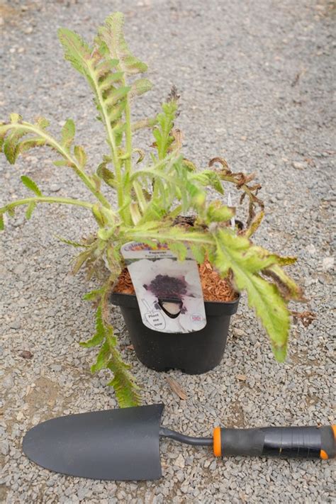 Papaver Orientale Perry S White From Burncoose Nurseries