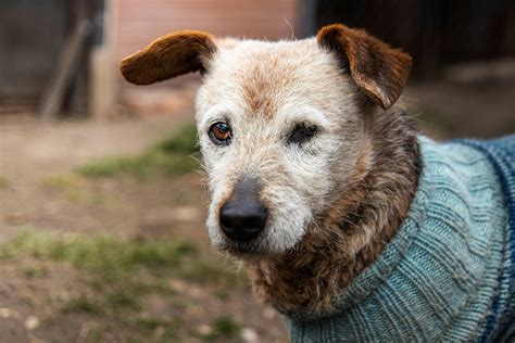 Senior Dogs Drinking a Lot of Water: When to Worry