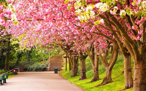 Spring Beauty Wallpapers - Wallpaper Cave