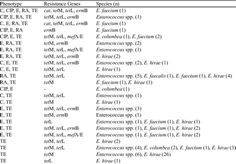 Antibiotic resistance and resistance mechanisms of Enterococcus spp ...