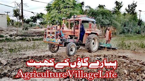 Village Life In Pakistan🇵🇰 And Agriculture In Punjab Green Trees🎄