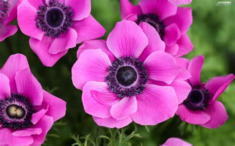 Pink Anemones Anemones Flowers Flowers Wallpapers 1920x1200