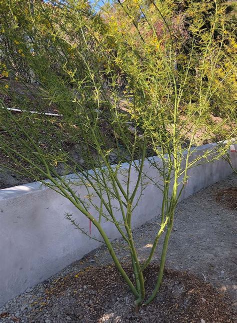 Palo Verde Tree DesertUSA In 2022 Palo Verde Trees And Shrubs Shrubs