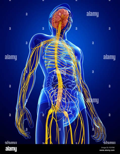 Nervous System Hi Res Stock Photography And Images Alamy