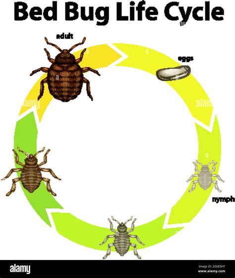 Diagrama Que Muestra El Ciclo De Vida Del Insecto De La Cama Imagen Vector De Stock Alamy