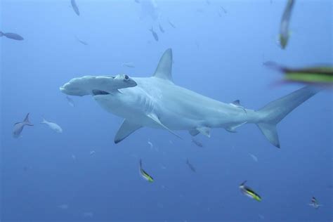 Locating And Monitoring Breeding Zones Of Scalloped Hammerhead Sharks