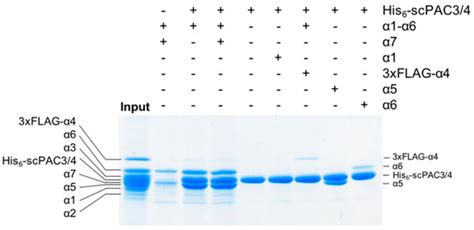 Ijms Special Issue Designer Biopolymers Self Assembling Proteins And Nucleic Acids