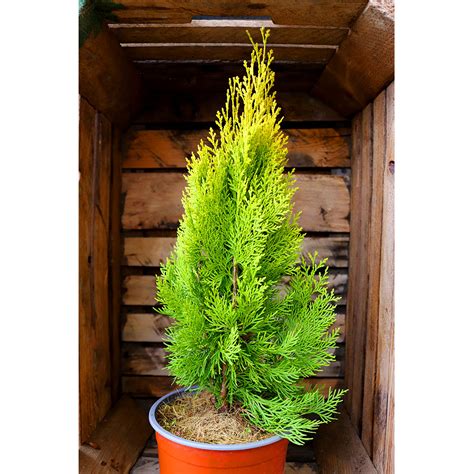 Tuja východná Thuja orientalis Pyramidalis Aurea 2l Záhradníctvo