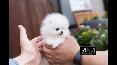 ICE White Coat Cute TeddyBear Pomeranian 'Milly' - Rolly Teacup Puppies - YouTube