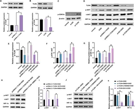 Tlr Regulated Hif And Akt A Hk Cells Were Transfected With