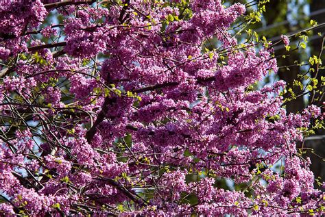 Redbud Tree In Blossom Photograph By Thomas Firak