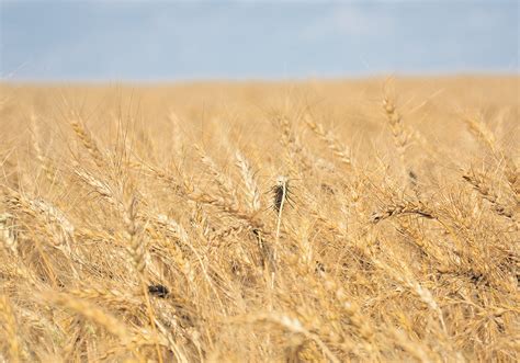 Wheat Tumbles Despite Tight Stocks The Western Producer