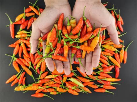 Cayenne Pepper. Red Chili Pepper Stock Photo - Image of group, food: 272618264