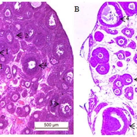 Ovarian histology. Histological picture of one representative ovary ...