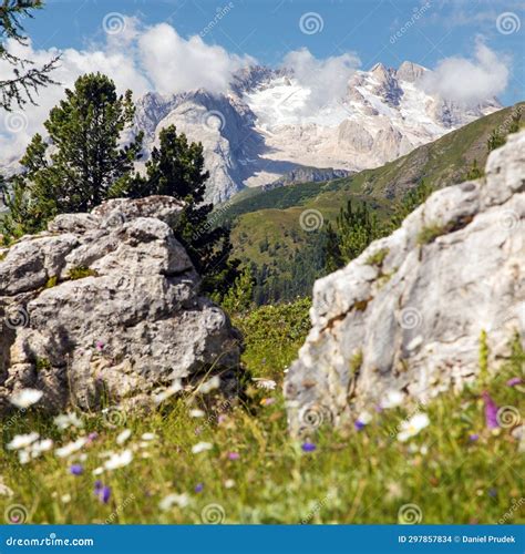 Mount Marmolada Peak Flowers Alps Dolomites Mountains Stock Photo