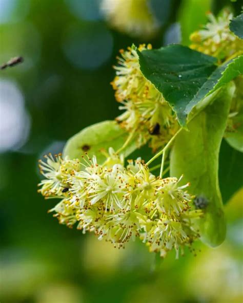 Zone 3 Flowering Trees 9 Stunning Cold Hardy Ornamentals