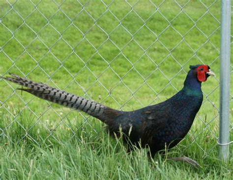 Melanistic Mutant Pheasant