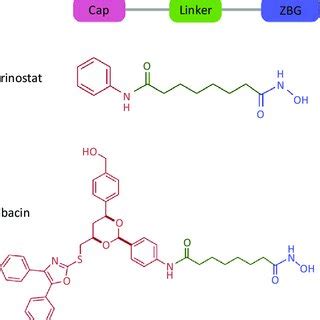 Structures Of The Pan Histone Deacetylase Pan HDAC Inhibitor