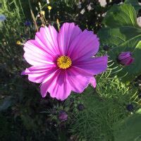 Cosmea Cosmos Bipinnatus Bio Semences