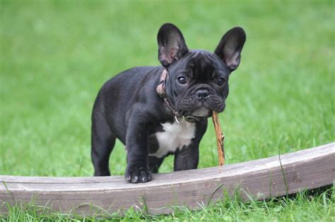 Elevage Bouledogue Francais Chiot Trouver Le Meilleur éleveur La