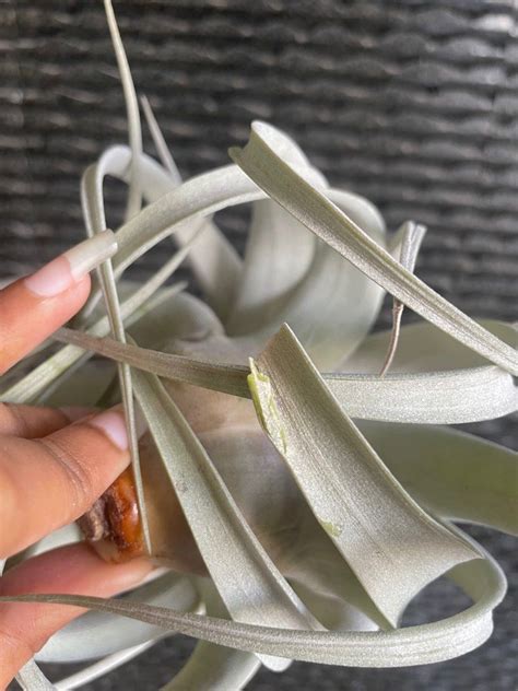 Tillandsia Xerographica Blushing Airplant Air Plant Airplants Air