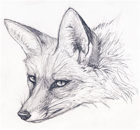 Fox Face Drawing Image Drawing Skill